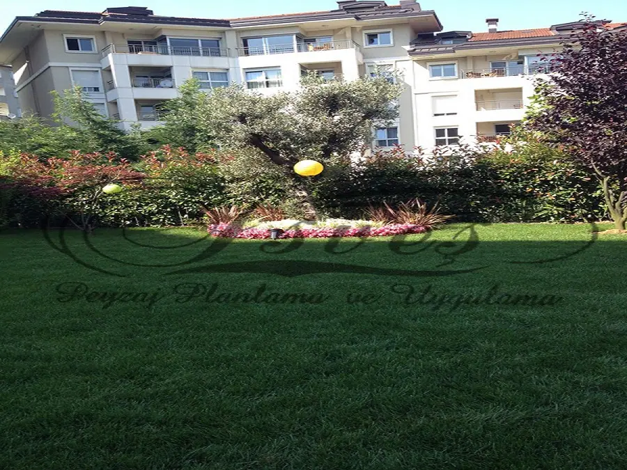 Biçilmiş geniş çim alan ve bitki grupları