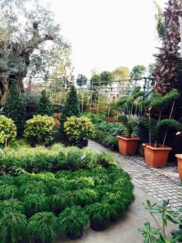 Formlu bonsai ve Japon bahçe bitkileri