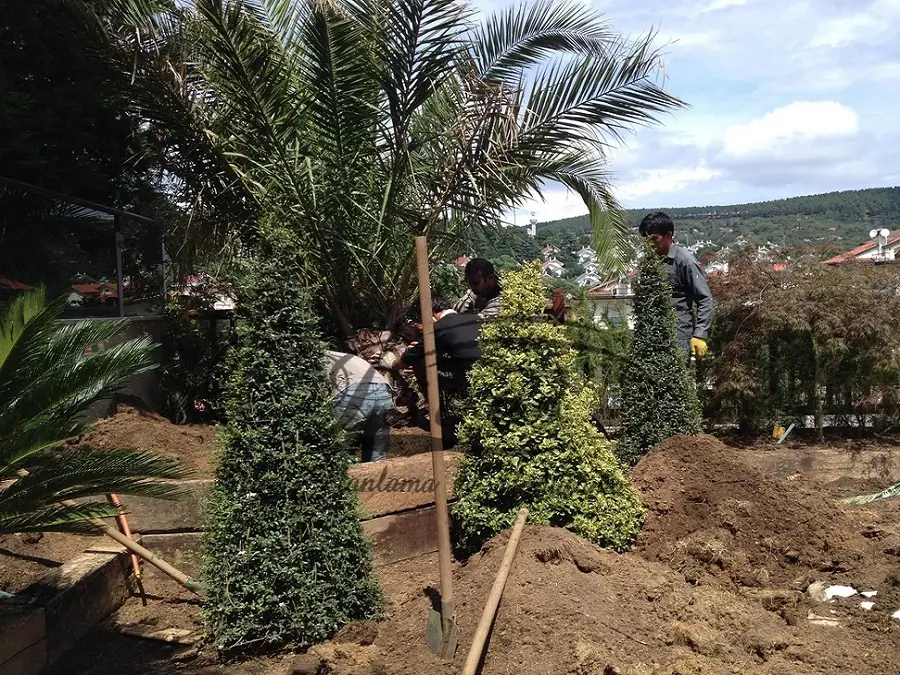 Büyük ibreli ağacın dikimini yapan uygulama ekibi