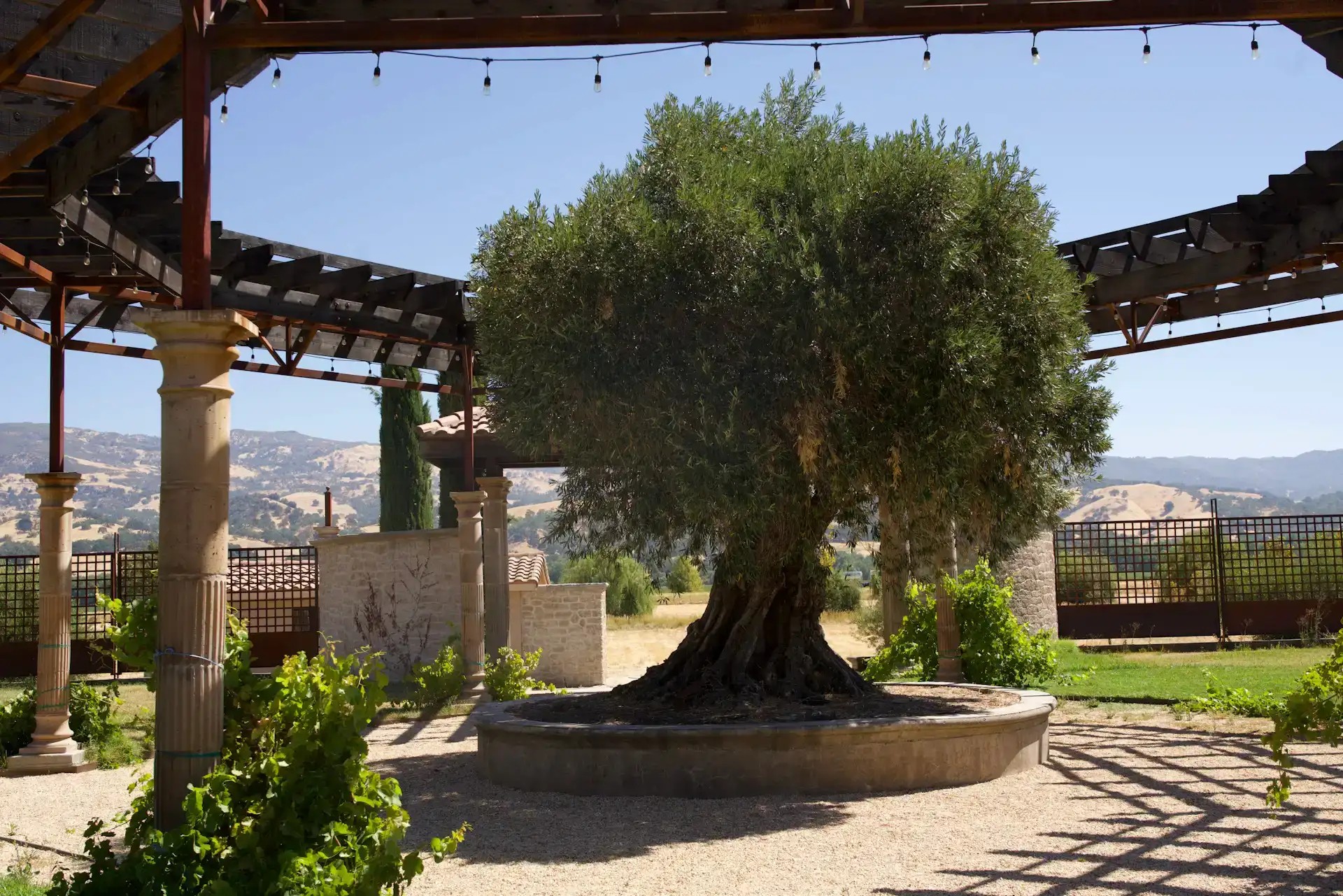 Pergolalı terasta saksıda yaşlı zeytin ağacı