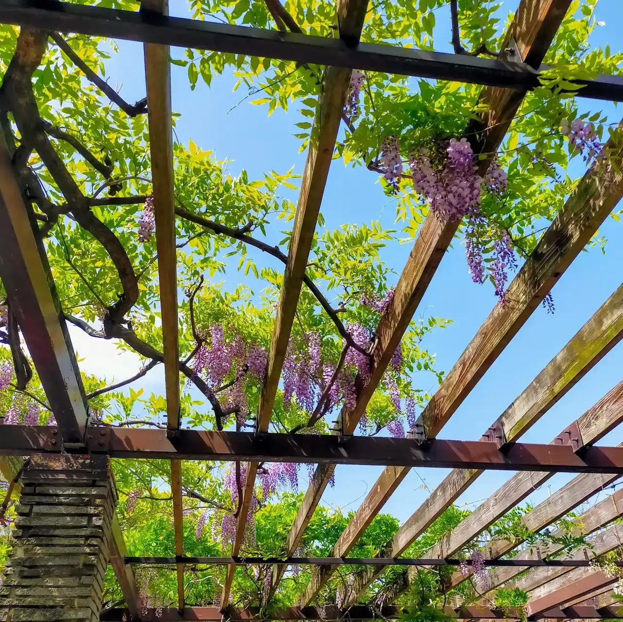 Mor salkım çiçekleriyle sarılmış ahşap pergola